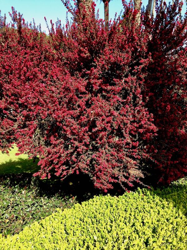 Leptospermum scoparium 'Red Damask'