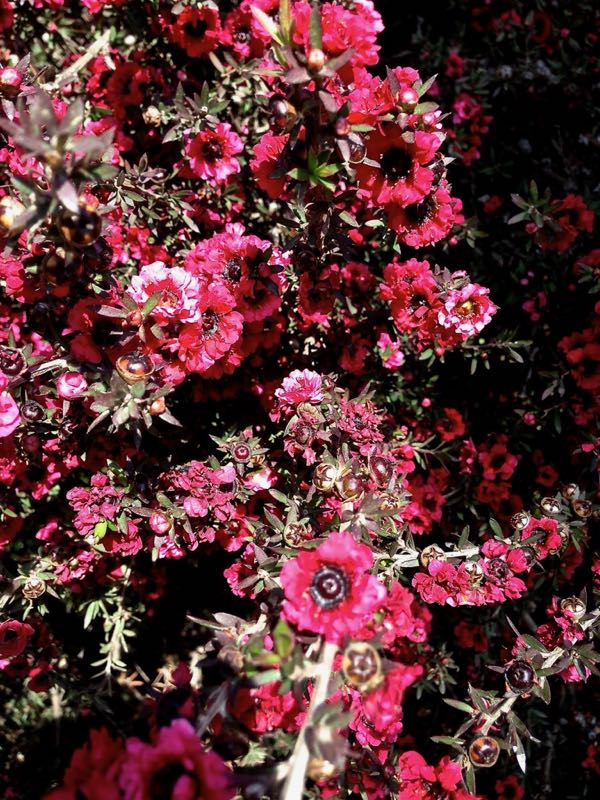 Leptospermum scoparium 'Red Damask'