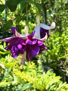 Fuchsia 'Deep Purple' | Online Flower Garden