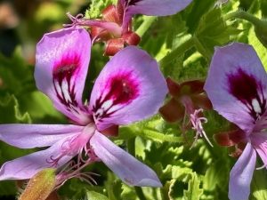 Pelargonium 'Citrosum'