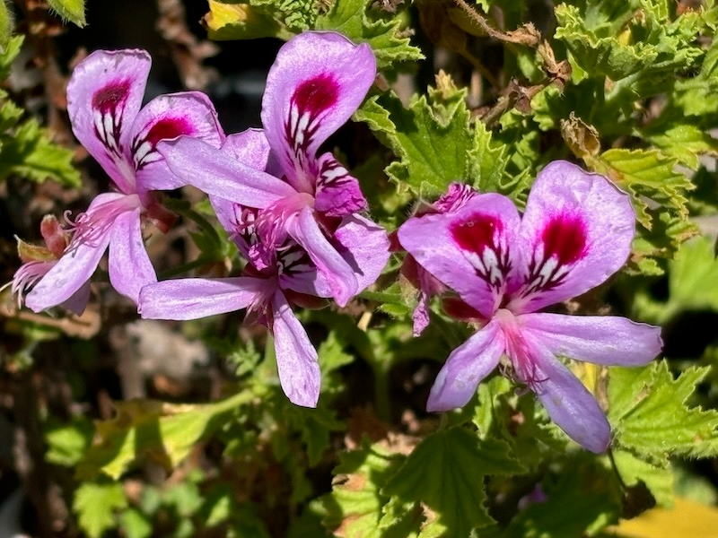 Pelargonium 'Citrosum'