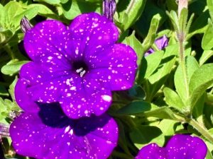 Petunia 'Headliner™ Night Sky®'