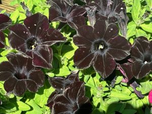 Petunia 'SlingShot™ Black Magic'