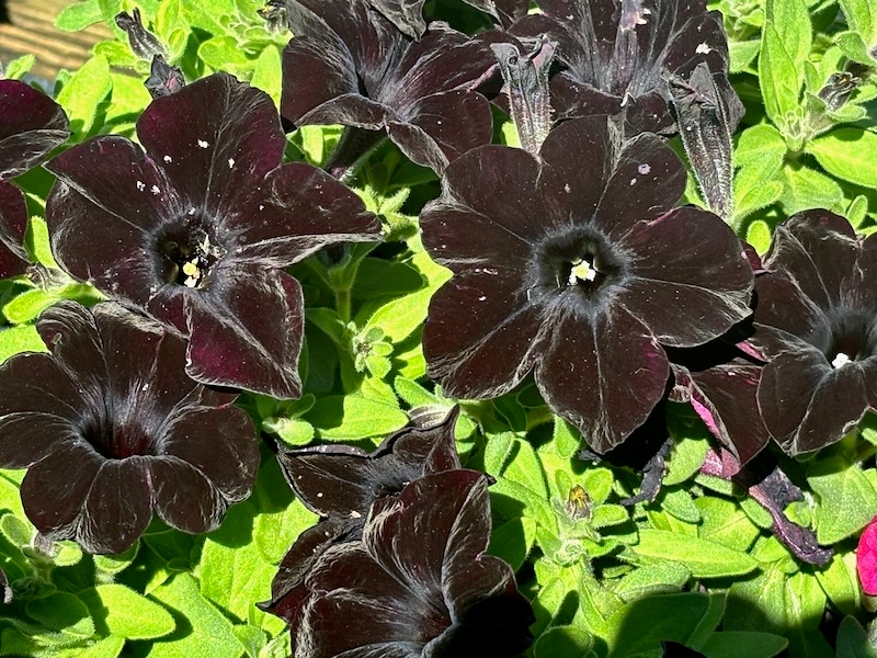 Petunia-SlingShot-Black-Magic | Online Flower Garden Petunia 'SlingShot™ Black Magic'