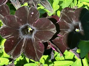Petunia 'SlingShot™ Black Magic'