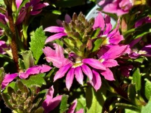 Scaevola 'Pink Brilliance' | Online Flower Garden