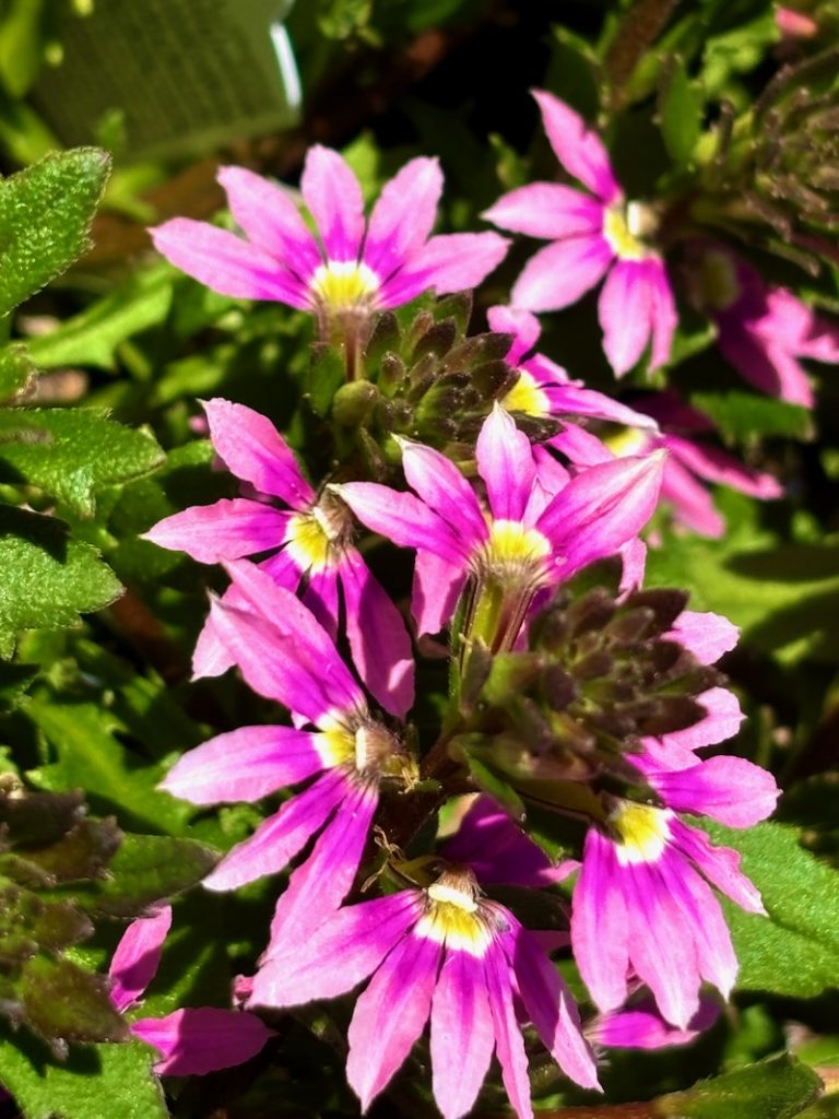 Scaevola-Pink-Brilliance | Online Flower Garden Scaevola 'Pink Brilliance'