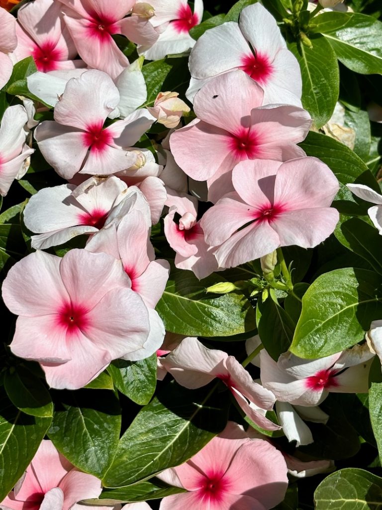 Catharanthus-Pacifica-XP-Apricot | Online Flower Garden Catharanthus 'Pacifica XP Apricot'