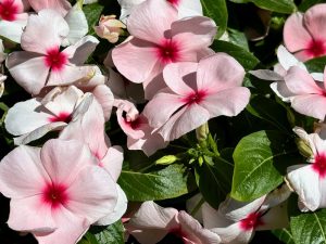 Catharanthus 'Pacifica XP Apricot'