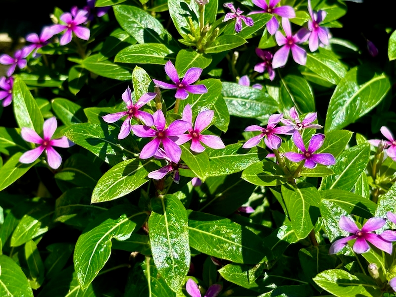 Catharanthus ‘Soiree Kawaii® Blueberry Kiss’