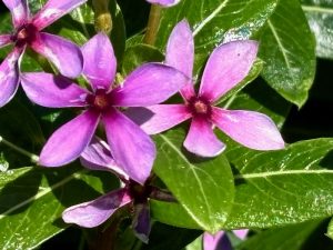 Catharanthus ‘Soiree Kawaii® Blueberry Kiss’