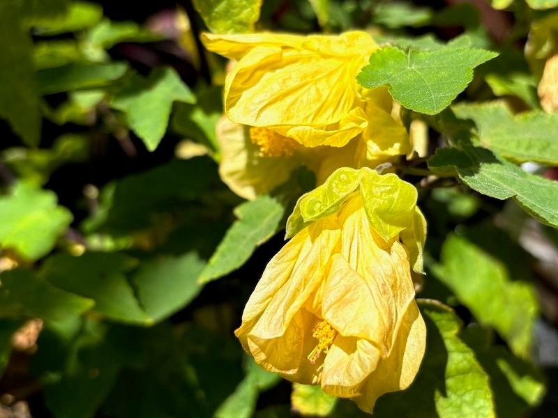 Abutilon ‘Lucky Lantern Yellow’