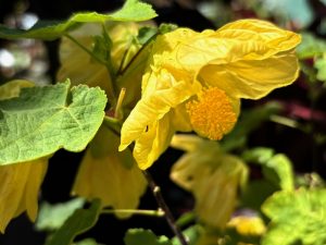 Abutilon ‘Lucky Lantern Yellow’