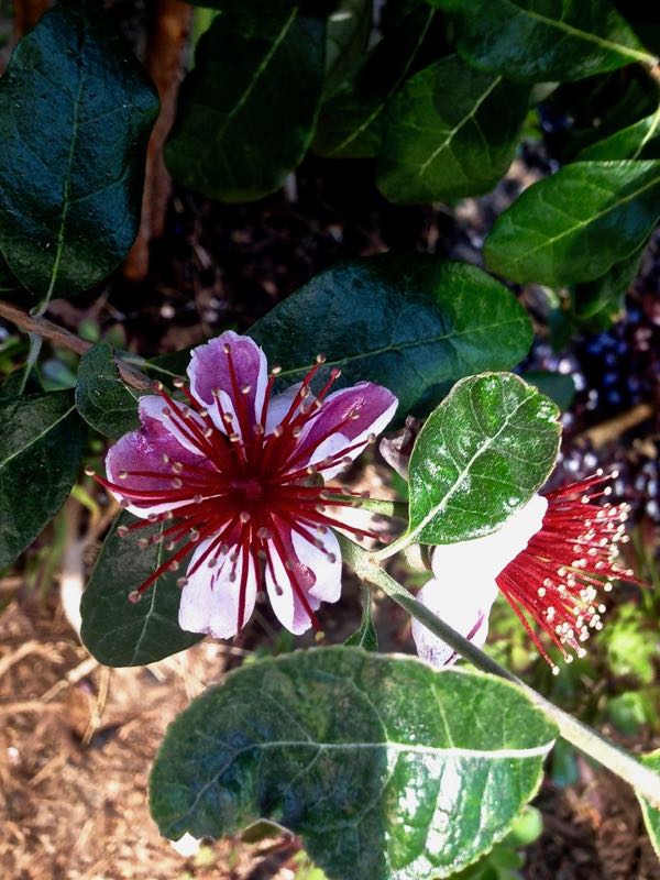 Acca-sellowiana-3765 | Online Flower Garden Acca sellowiana