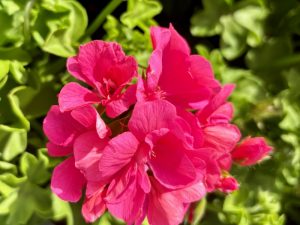 Precision™ Pink Flamingo Ivy Geranium | Online Flower Garden