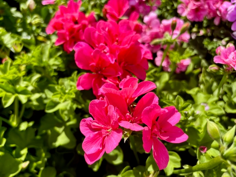 Precision™ Pink Flamingo Ivy Geranium