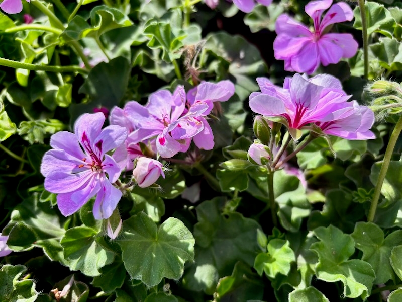 Pelargonium 'Ivy League™ Light Lavender'