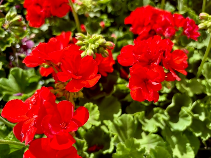 Pelargonium-Dynamo-Orange | Online Flower Garden Pelargonium 'Dynamo™ Orange'