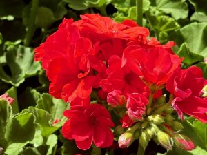 Pelargonium 'Dynamo™ Orange'