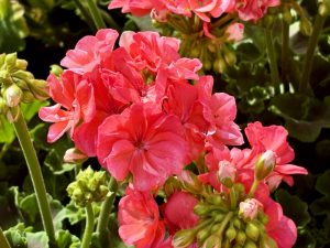 Pelargonium 'Dynamo™ Salmon'