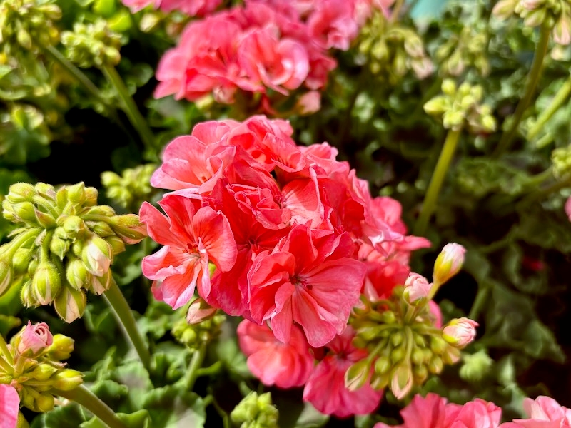 Pelargonium-Dynamo-Salmon | Online Flower Garden Pelargonium 'Dynamo™ Salmon'
