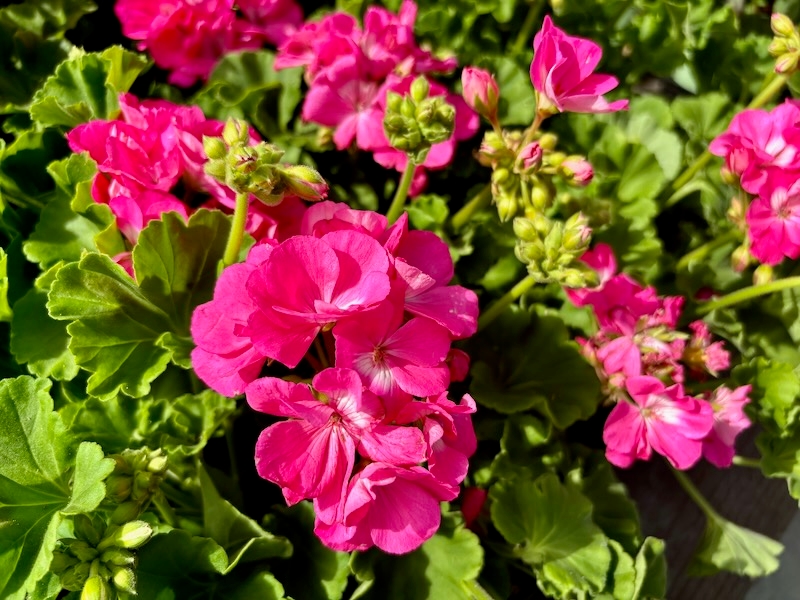 Pelargonium ‘Dynamo™ Hot Pink’