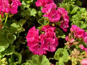 Pelargonium ‘Dynamo™ Hot Pink’ | Online Flower Garden