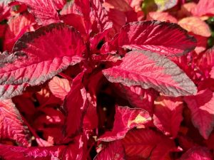 Amaranthus tricolor ‘Early Splendor’ | Online Flower Garden
