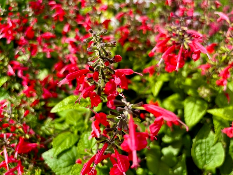 Salvia-Summer-Jewel-Red | Online Flower Garden Salvia 'Summer Jewel Red'