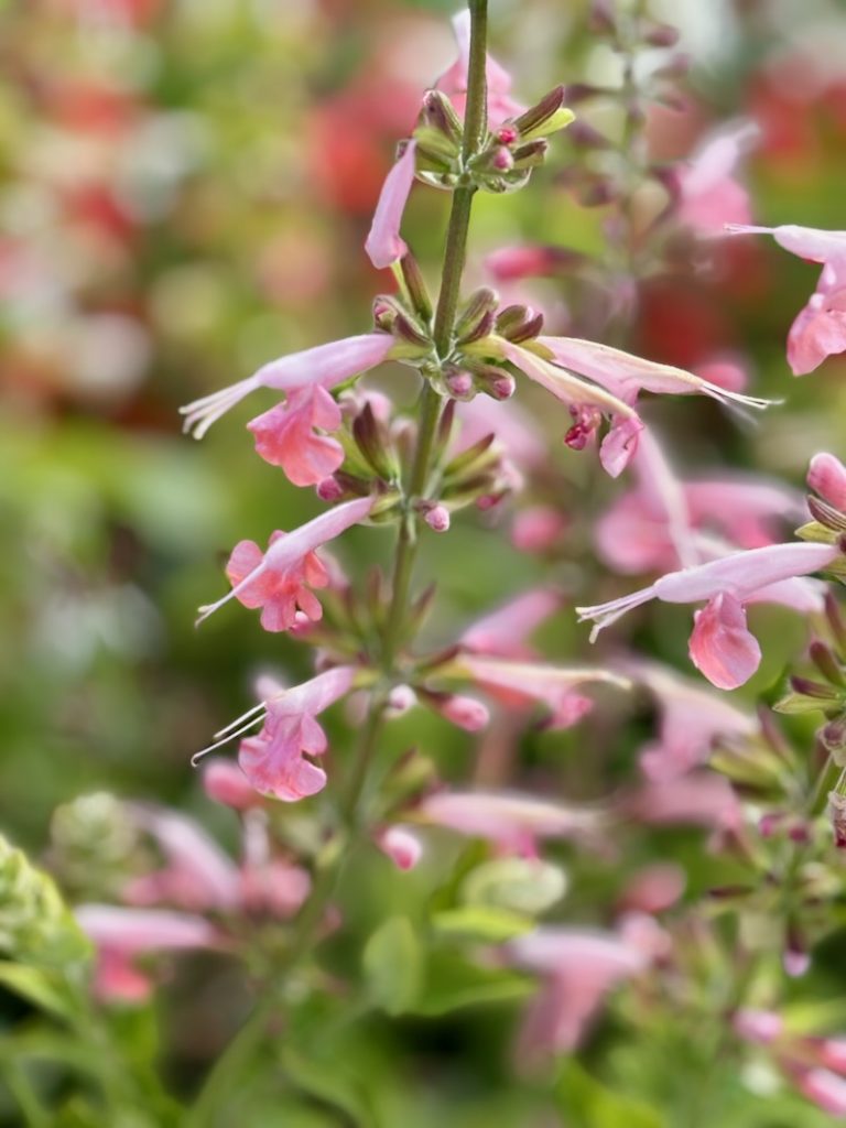 Salvia-Hummingbird-Coral-Nymph | Online Flower Garden Salvia 'Hummingbird™ Coral Nymph'