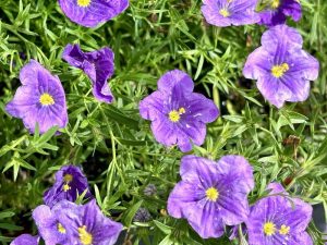 Nierembergia scoparia 'Purple Robe'