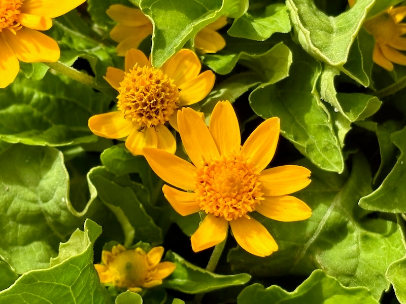 Melampodium  | Online Flower Garden'Million Gold'