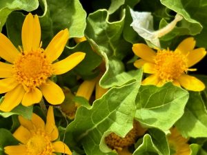 Melampodium 'Million Gold' | Online Flower Garden