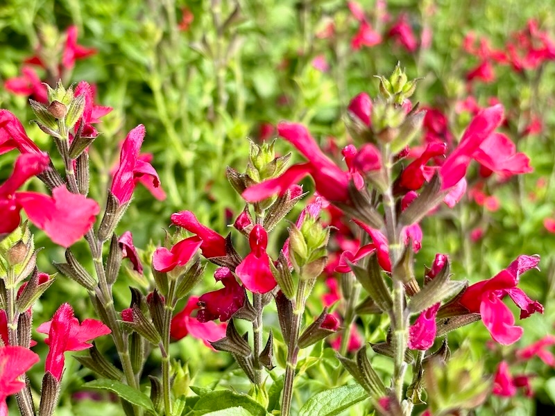 Salvia-greggii-Radio-Red | Online Flower Garden Salvia greggii 'Radio Red'