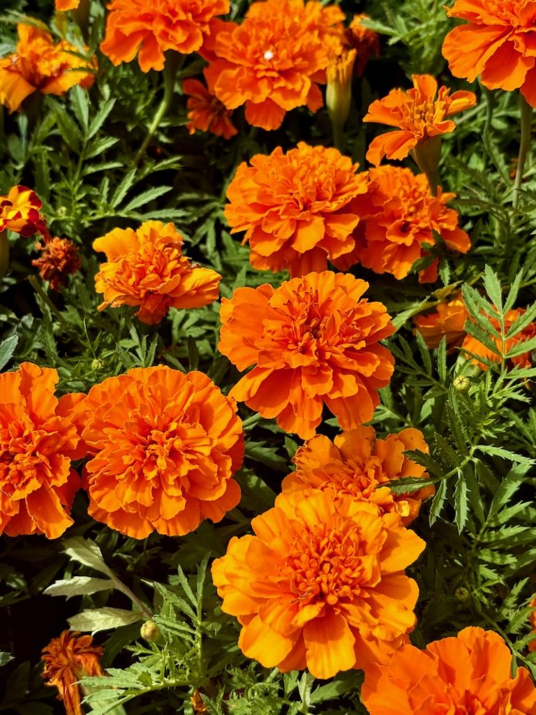 Tagetes patula 'Bonanza™ Deep Orange'