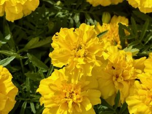Tagetes patula ‘Bonanza™ Yellow’ | Online Flower Garden