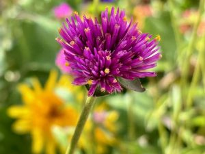 Gomphrena 'Fireworks'