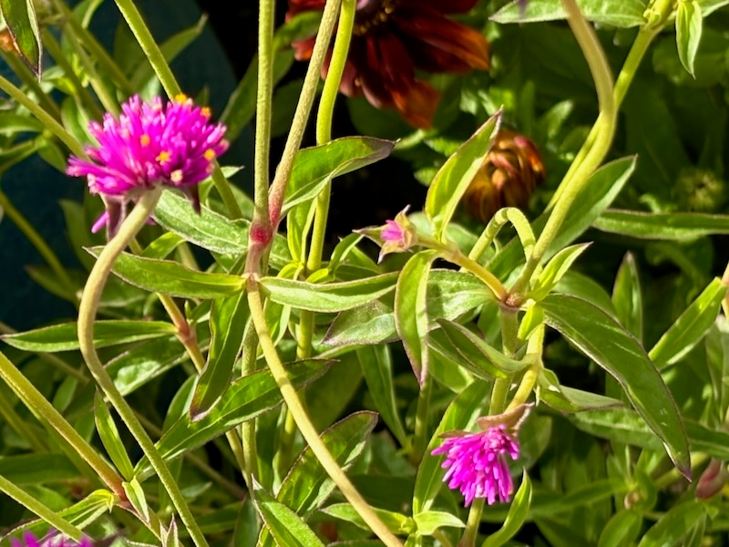 Gomphrena-Fireworks | Online Flower Garden Gomphrena 'Fireworks'