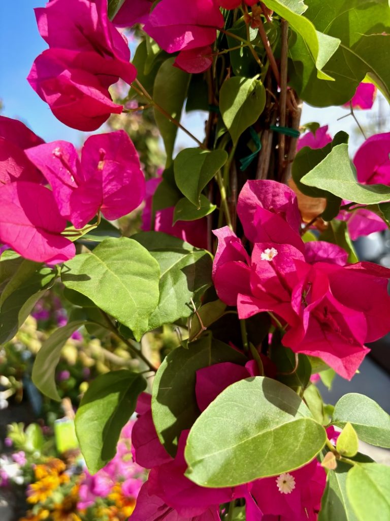 Bougainvillea-Barbara-Karst | Online Flower Garden Bougainvillea 'Barbara Karst'