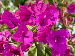 Bougainvillea 'Elizabeth Angus'