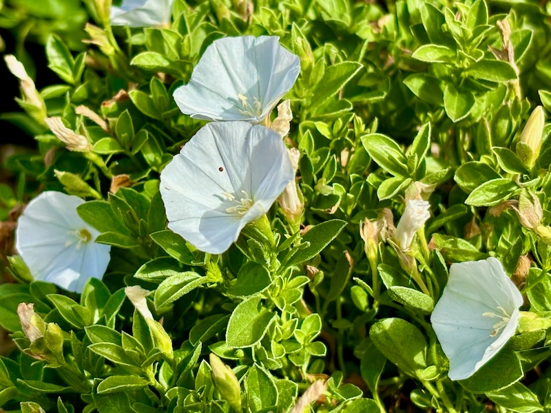 Convolvulus sabatius 'Prime White'