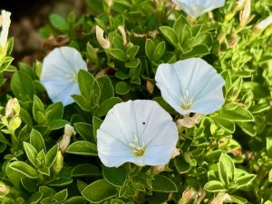 Convolvulus sabatius 'Prime White'