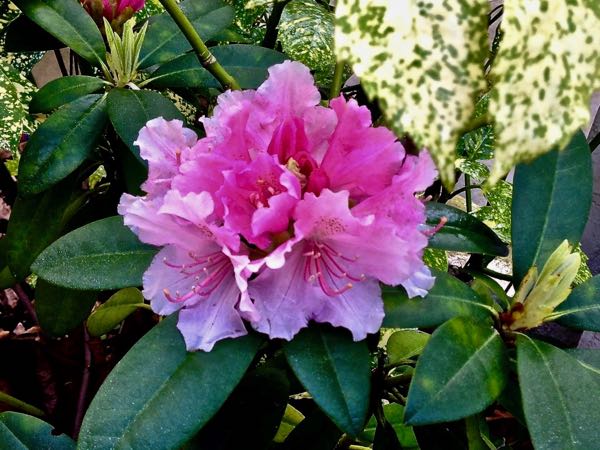 Rhododendron-catawbiense-3887 | Online Flower Garden Rhododendron catawbiense