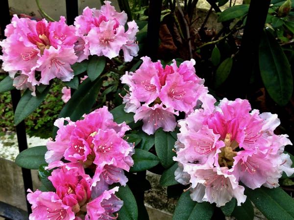 Rhododendron-catawbiense-3888 | Online Flower Garden Rhododendron catawbiense