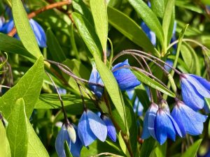 Sollya 'Monterey Bay Sapphire'