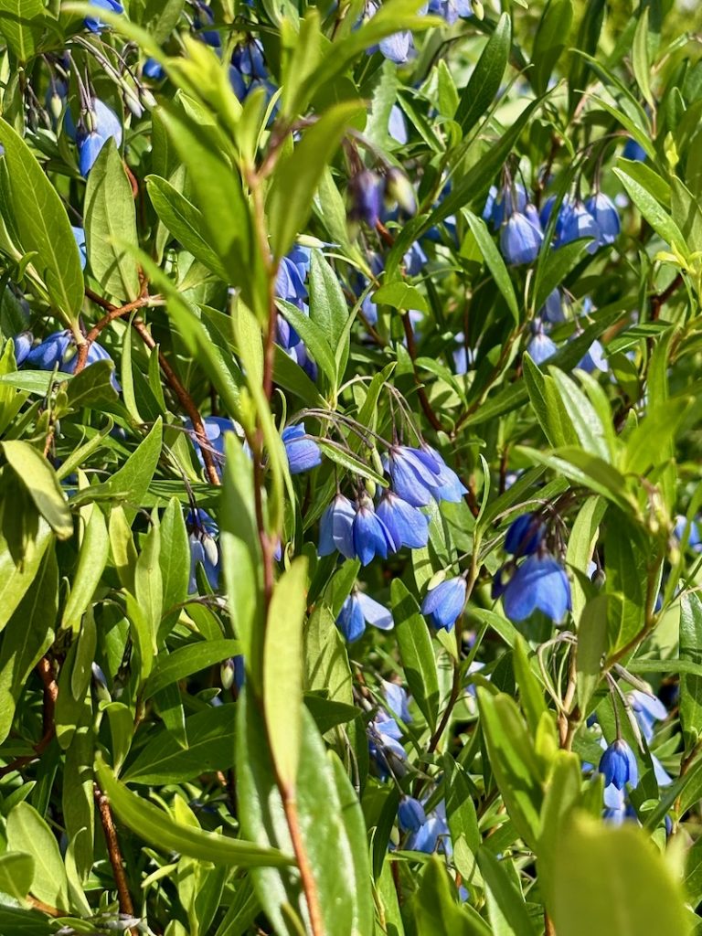 Sollya-Monterey-Bay-Sapphire | Online Flower Garden Sollya 'Monterey Bay Sapphire'