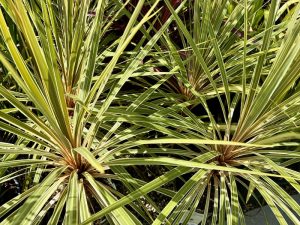 Cordyline australis 'Torbay Dazzler'