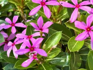 Catharanthus 'Soiree Kawaii® Light Purple'
