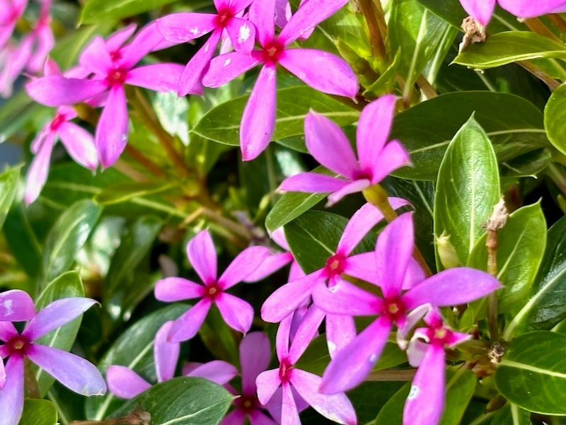 Catharanthus-Soiree-Kawaii-Light-Purple | Online Flower Garden Catharanthus 'Soiree Kawaii® Light Purple'