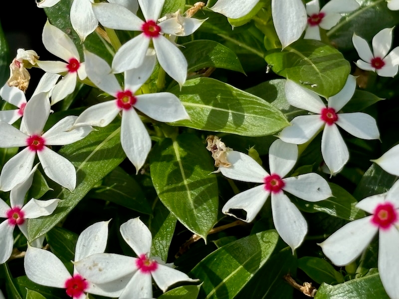 Catharanthus-Soiree-Kawaii-White-Peppermint | Online Flower Garden Catharanthus 'Soiree Kawaii® White Peppermint'